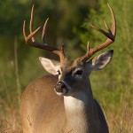 hunting-season-neamt-county